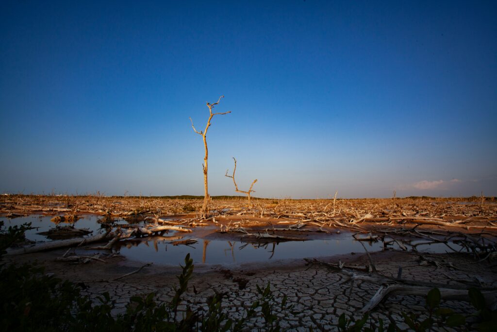 alfonso betancourt psdkq9bssao unsplash.jpg